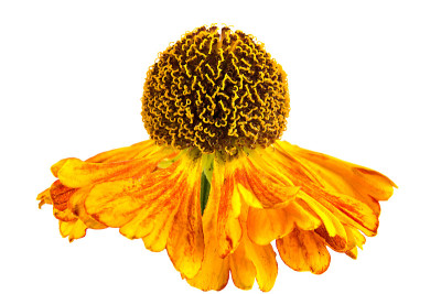 花是Helenium