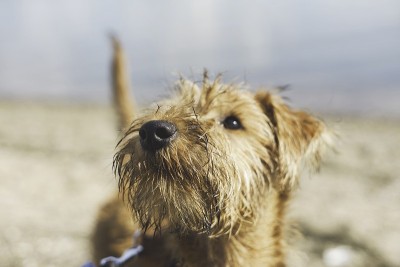 海滩上可爱的狗