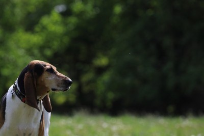 英国猎狐犬，狗的肖像