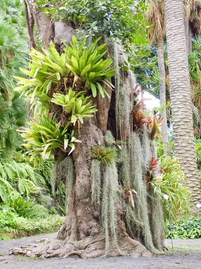 Tenerife