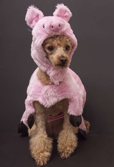 贵宾犬小猪