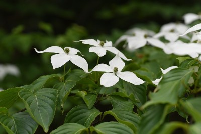 库萨山茱萸花