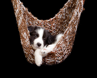 昏昏欲睡的边境牧羊犬小狗