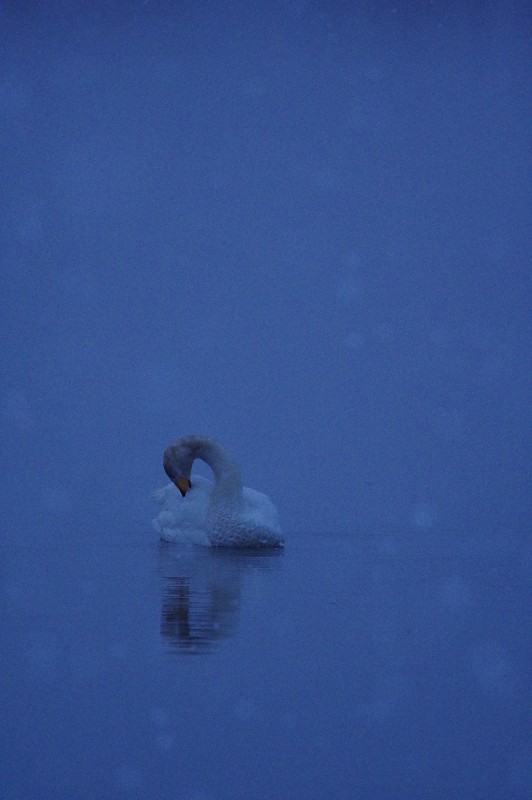 Hokkaido-Utonai-lake-swan-the升起的太阳