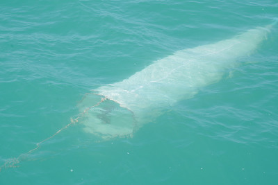 浮游生物采样收集水中的浮游生物