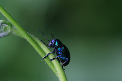 甲虫