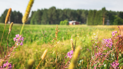 典型的北欧夏日乡村