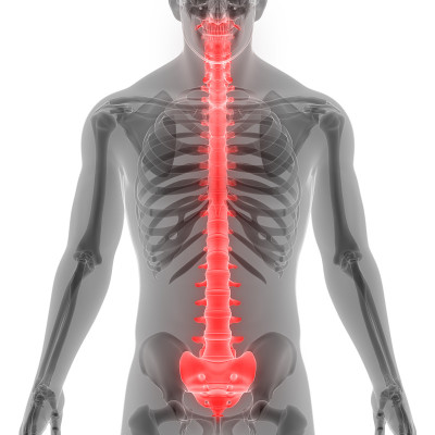 人体骨骼系统脊柱解剖学