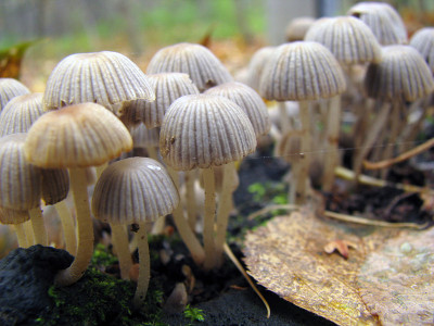真菌科。生长在大树上，成群结队。非常小的蘑菇在大群中生长，形成小的恐寄生虫，黄灰色。