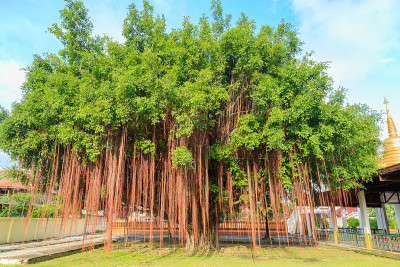 泰国寺庙草地上的一棵老榕树