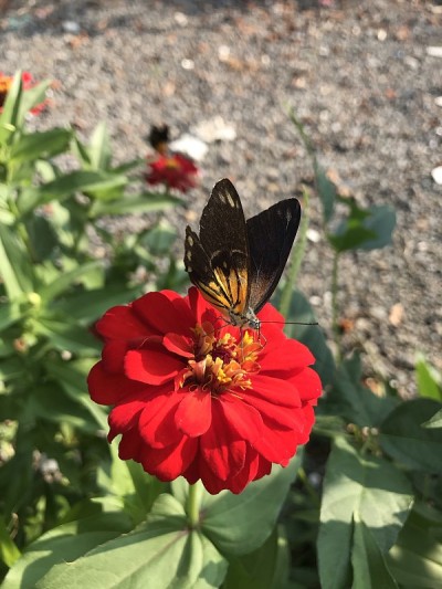 红花蝴蝶