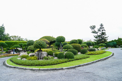 小巫见大巫了树木