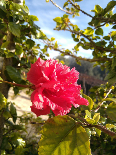 西尔维斯特花