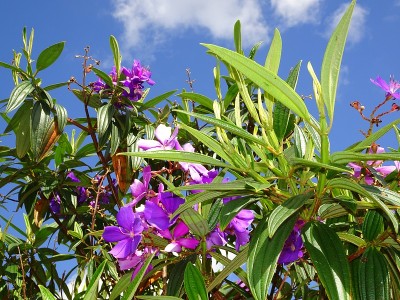 院子里开着热带紫色的花