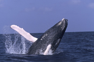 Humpback Whale
