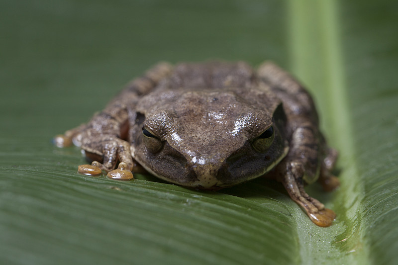 东南亚常见树蛙- Polypedates leucomystax，