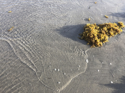 海滩的岸边有浅水
