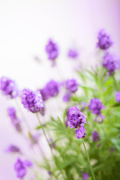 薰衣草花