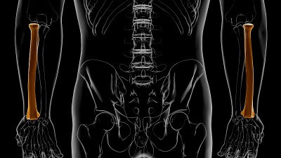 人体骨骼解剖桡骨3D渲染