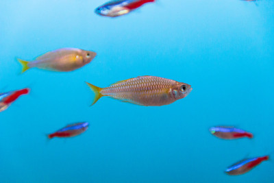 水族馆鱼类