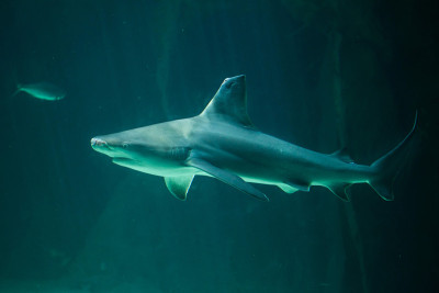 沙洲鲨鱼(Carcharhinus plumbeus)。