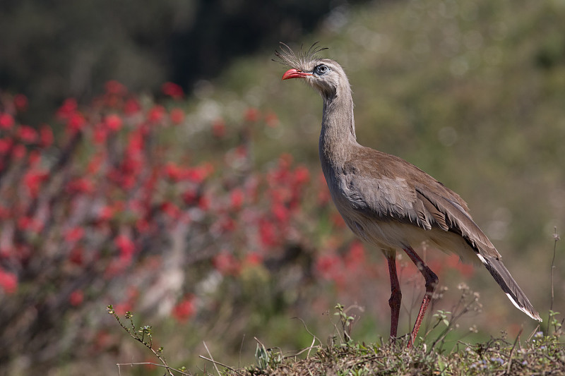 Red-legged Seriema