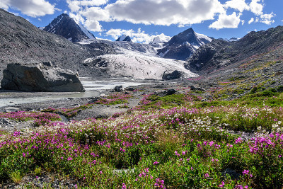 高山冰川花甘菊柳茶