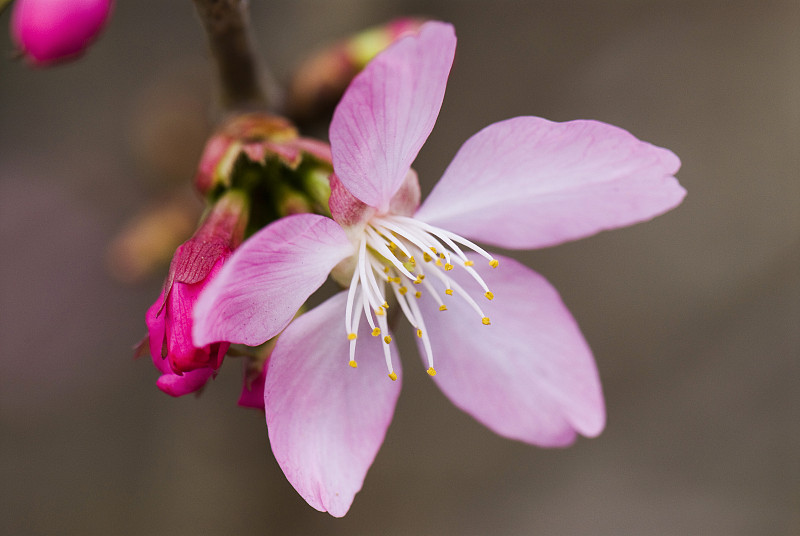 梅的花