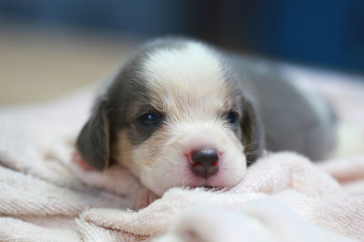 纯种的小猎犬正在睡觉和张望