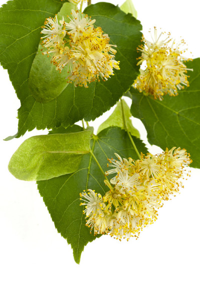 菩提树花