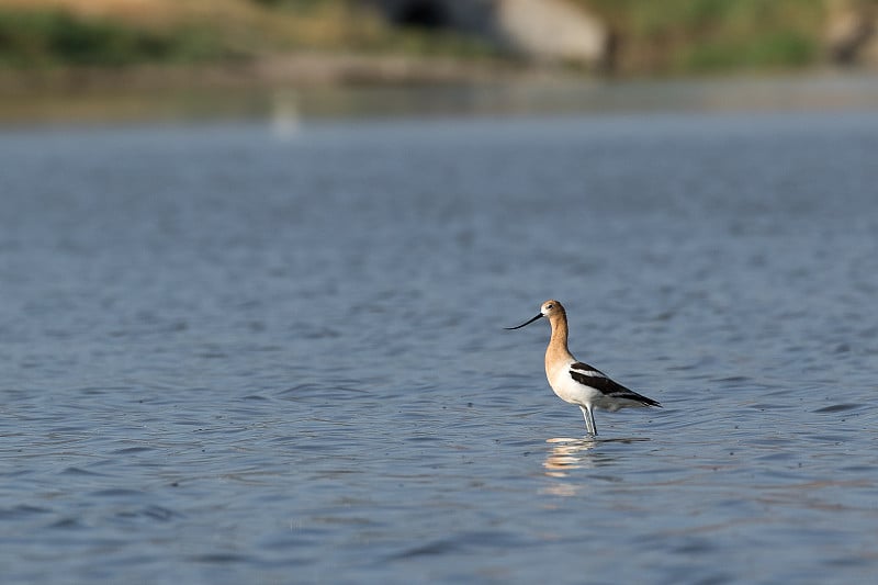 Avocet