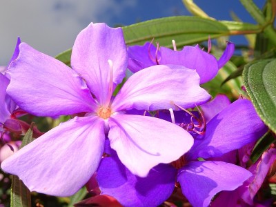 院子里开着热带紫色的花