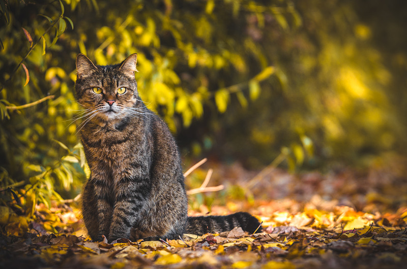 背景是绿色的虎斑猫坐在画面边缘