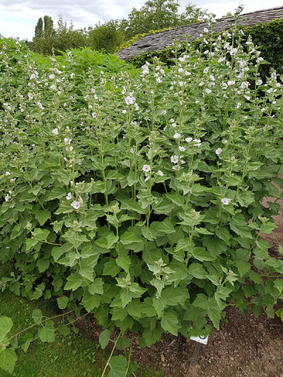 棉花糖;蜀;officinalis