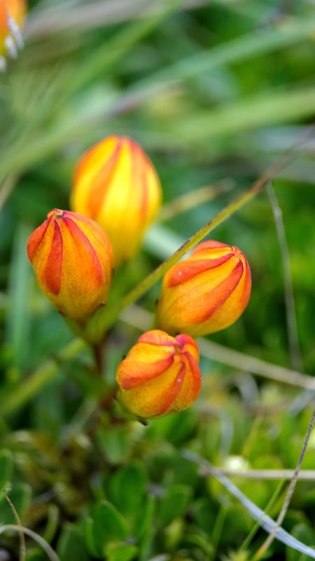 Gentianella hirculus花