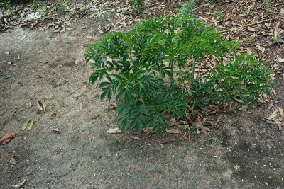 魔芋种植