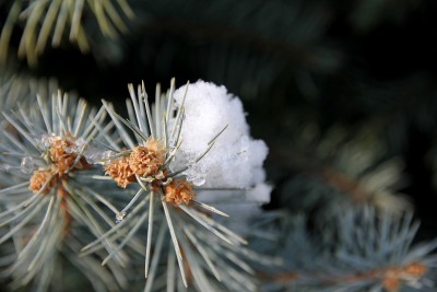 神奇的雪