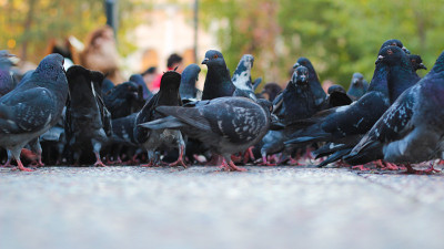 Palomas