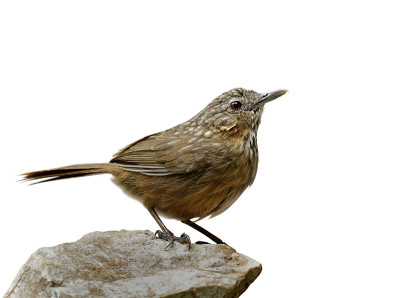 褐色的石灰岩鸟或鹪鹩鸟(Turdinus crispifrons calcicola)美丽的条纹，泰