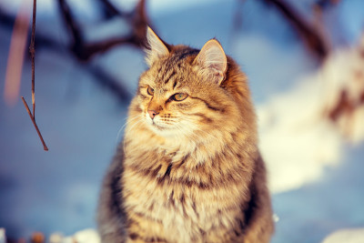 可爱的西伯利亚小猫坐在冬天花园的雪地上