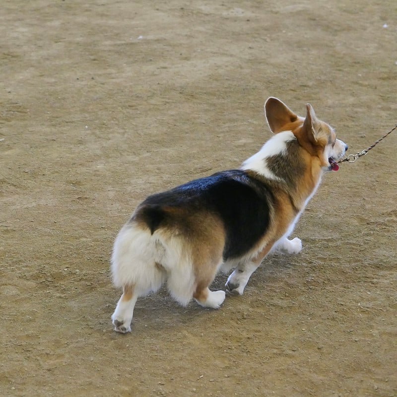 彭布罗克威尔士科基犬