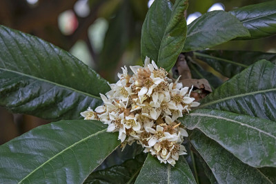 冬天枇杷树上的叶子和花