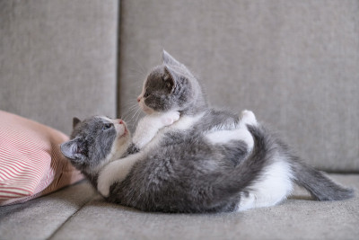 可爱小猫，室内射击