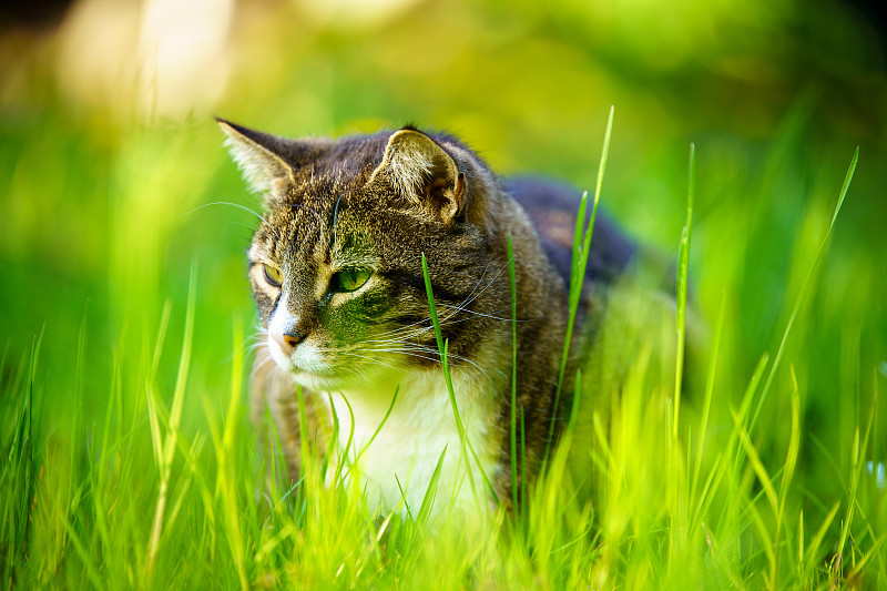 猫咪躺在长满野花的夏日草地上。美丽的猫肖像在自然的背景