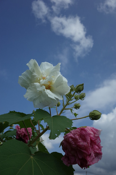 棉花Rosemallow