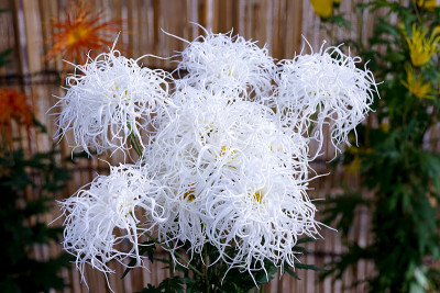 菊花的秋花