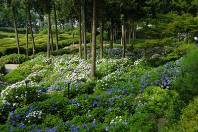 绣球花，宇次，日本京都