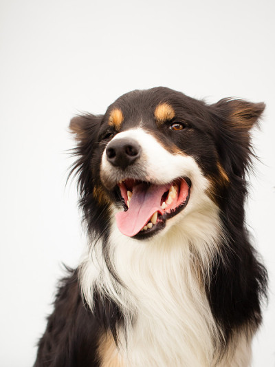 一个可爱的边境牧羊犬的肖像在工作室