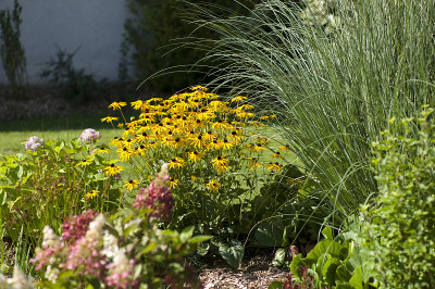 marguerites