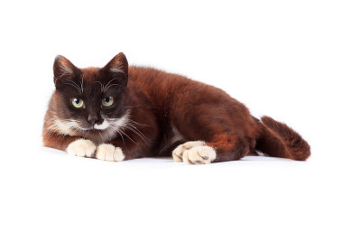 猫。